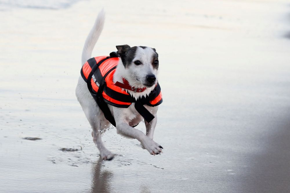 Aquarius Schwimmweste für Hunde “Happy Dog” XL
