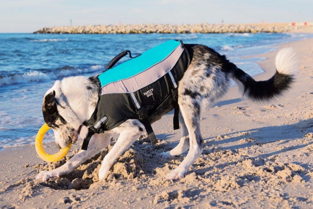 Aquarius Schwimmweste für Hunde “Safety Dog” L