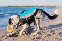 Aquarius Schwimmweste für Hunde “Safety Dog” M